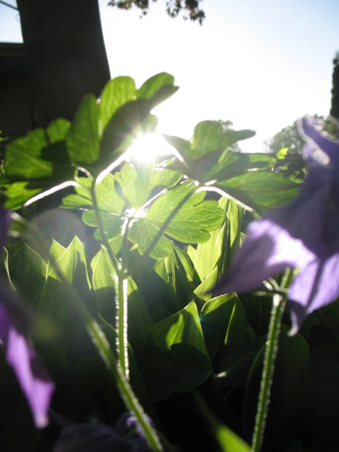 Flowers in the sunshine