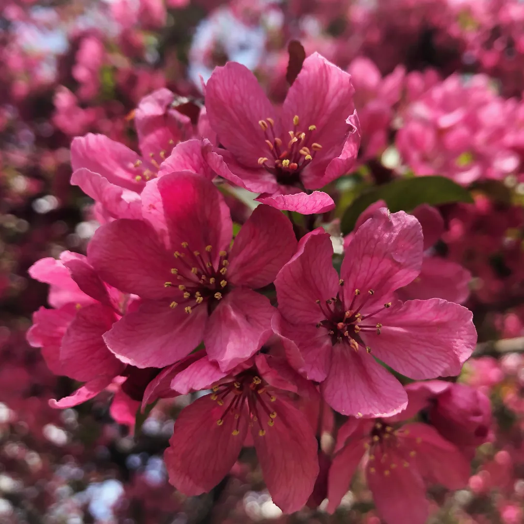 A bunch of pink flowers on a tree