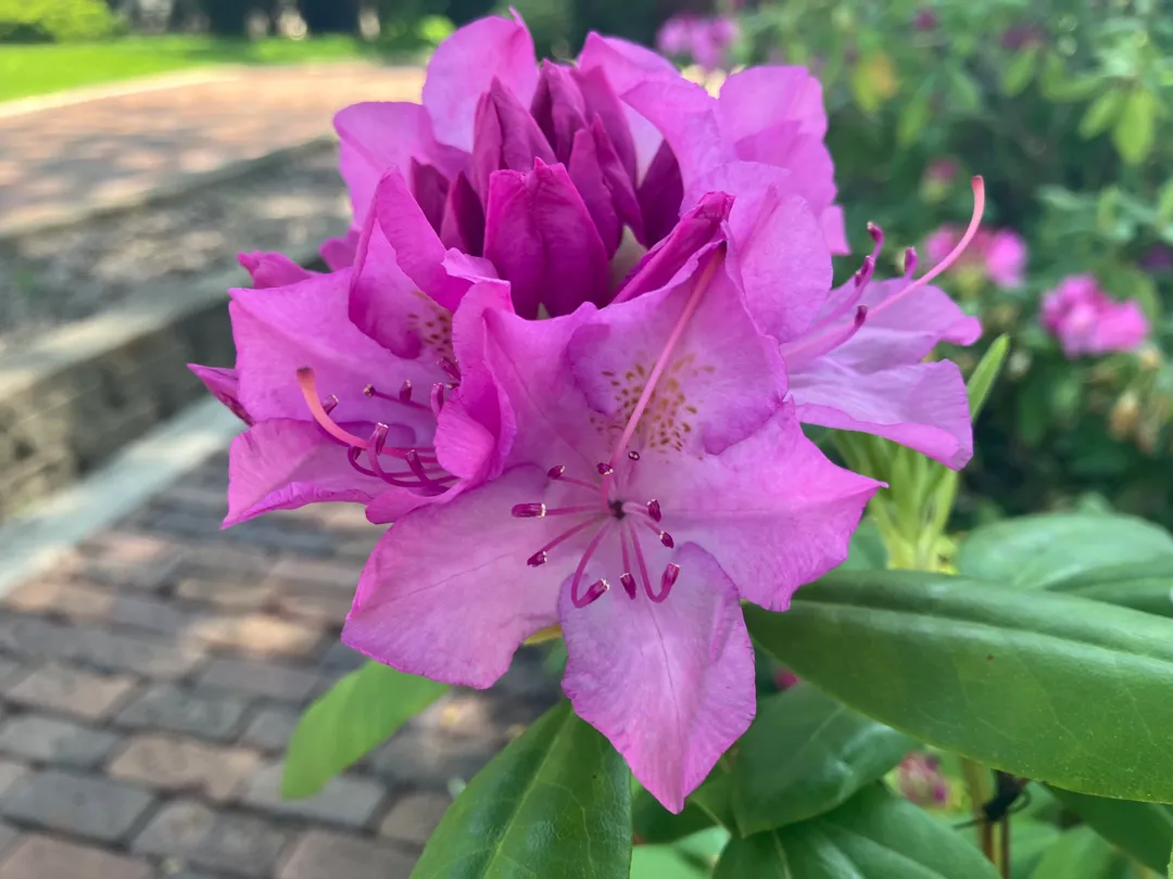 Pink and purple flowers