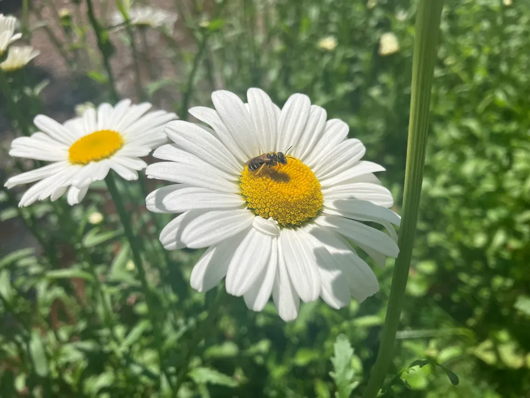 White flower with a bee on it