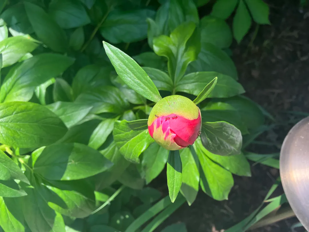 A tulip with ants on it