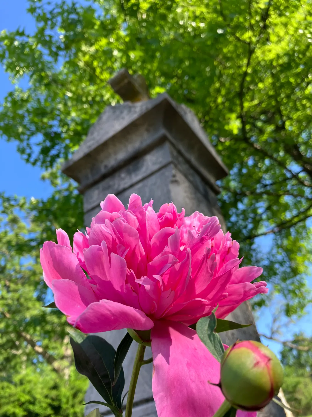 Pink flowers in front of a head stone