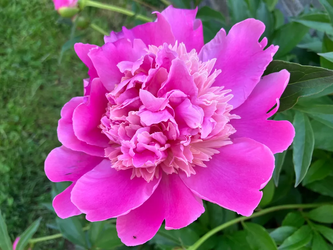 Bright pink flowers