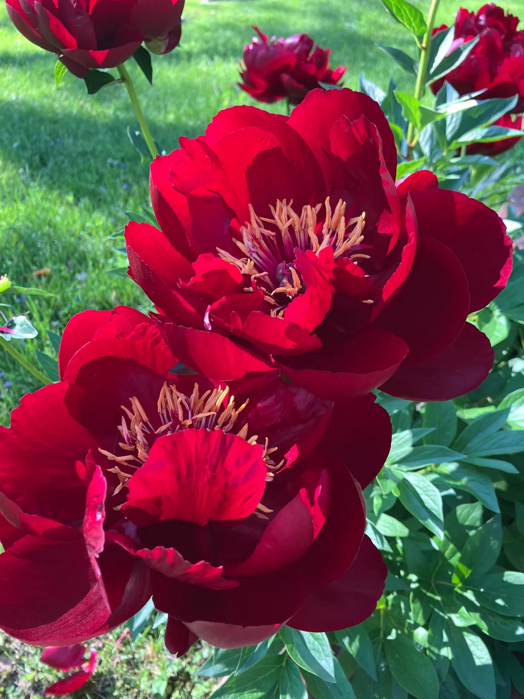 Bright red flowers