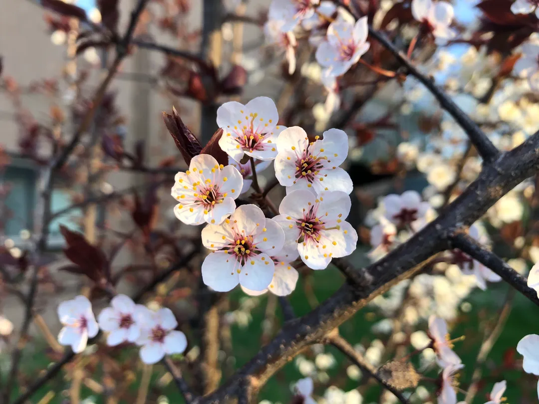 White flowers on a tree