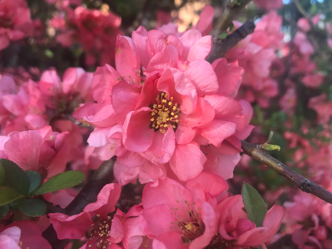 Pink flowers growing on a tree