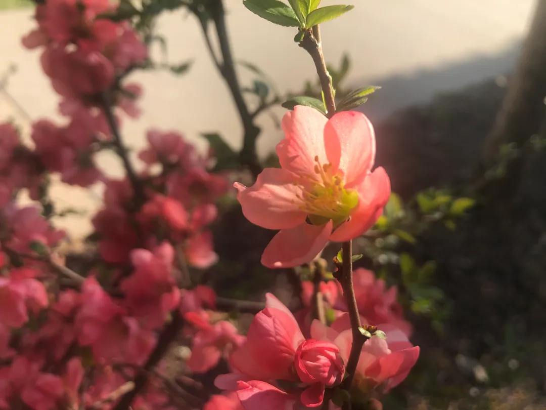 A flower in a sunset