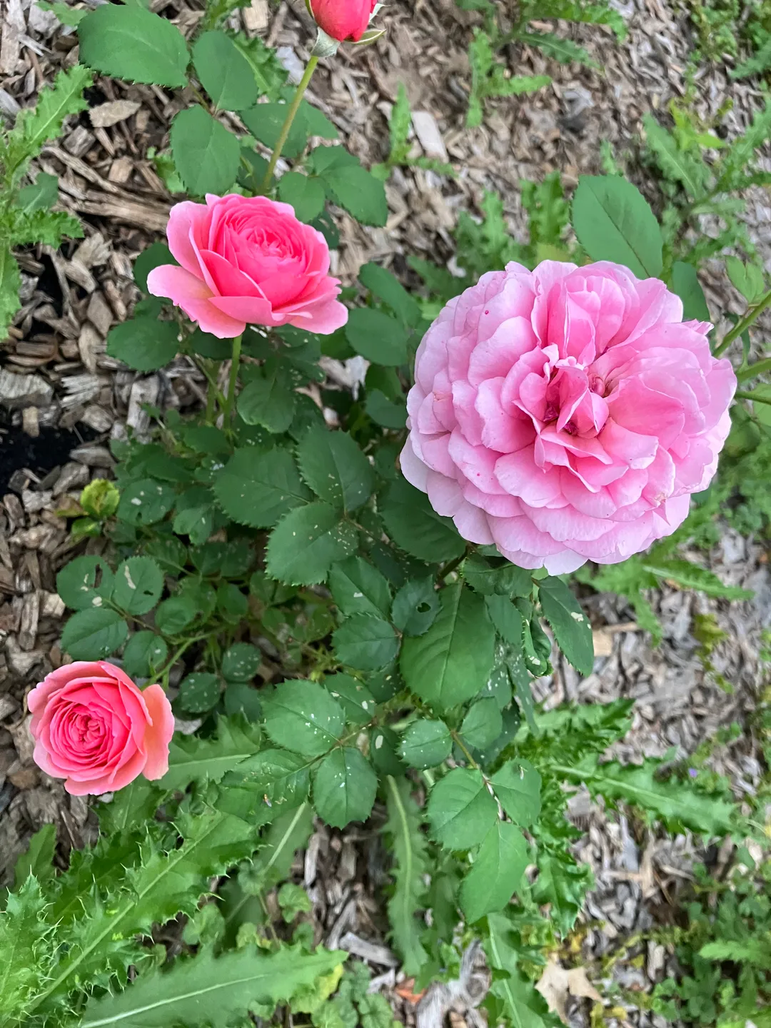 Roses