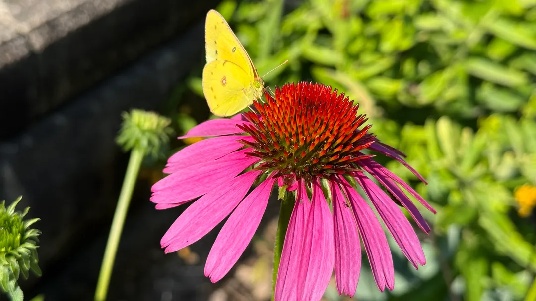 A yellow butterfly on a flower