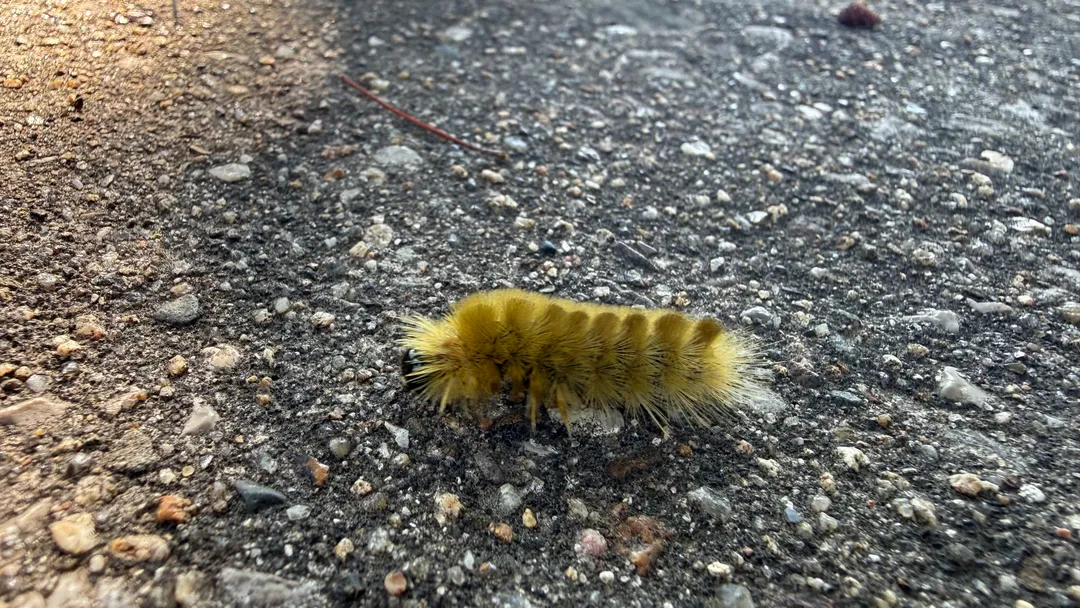 A fuzzy critter crawling across the concrete