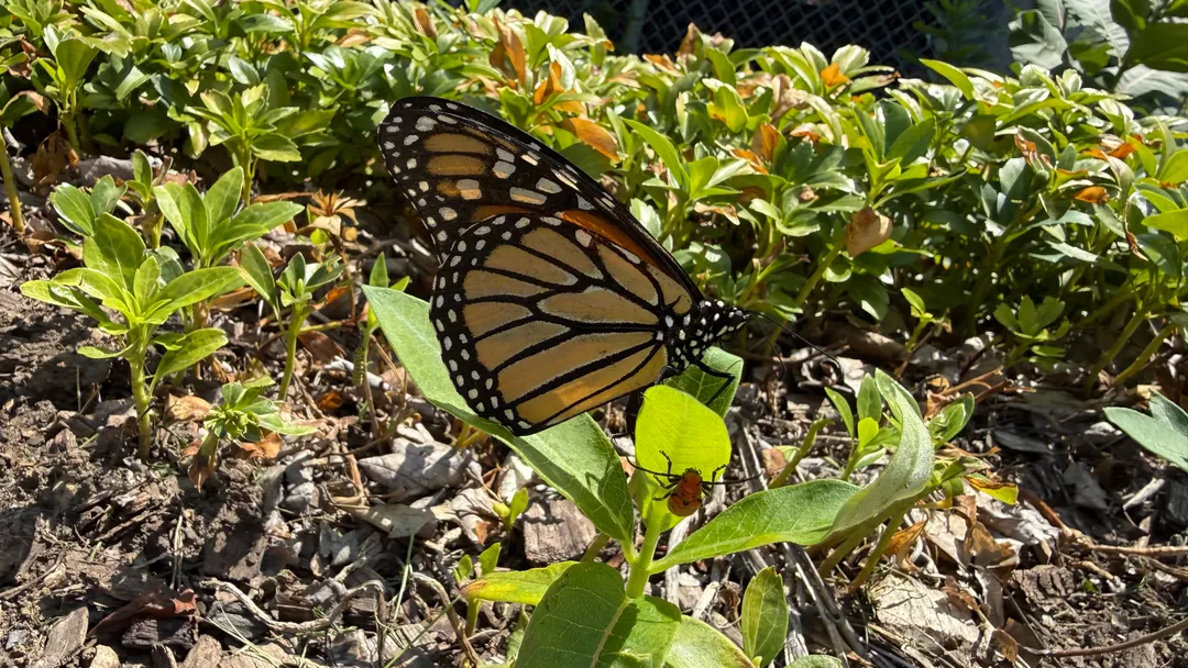 A butterfly and another insect on a flower