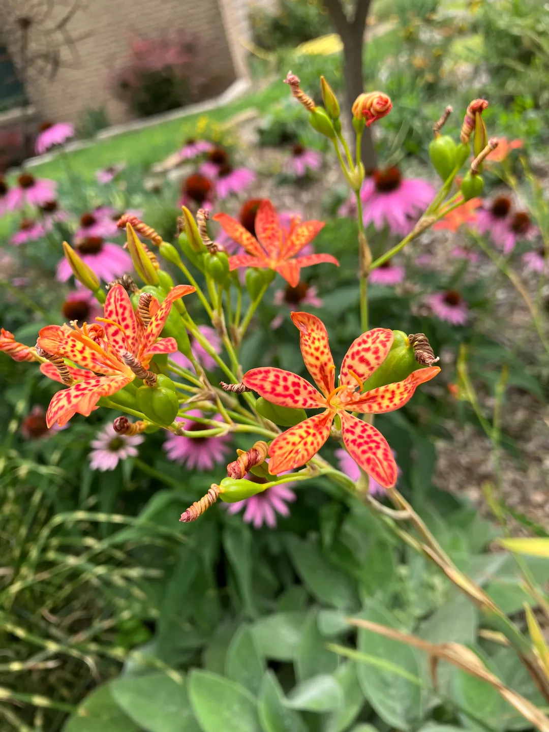 Brightly colored flowers