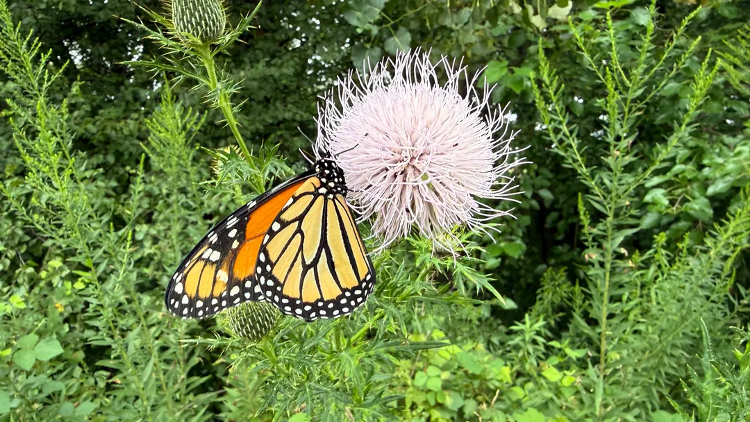 A monarch on a thistle