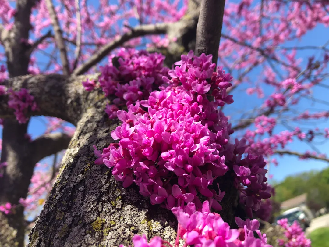 Pink cherry blossoms on the side of a tree trunk