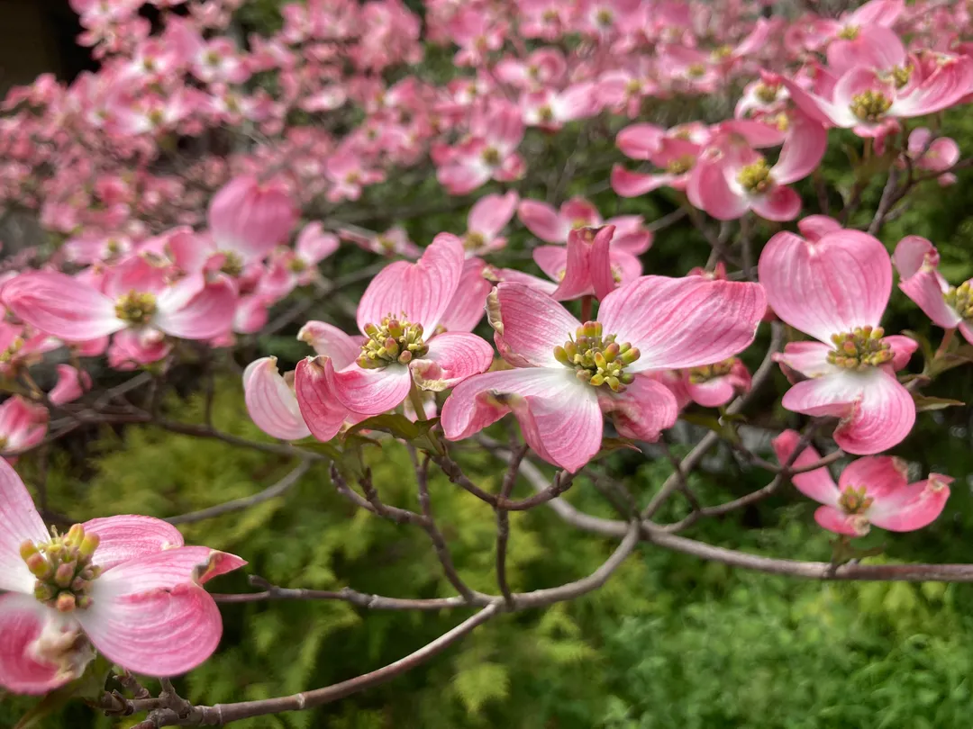 Pink tree flowers