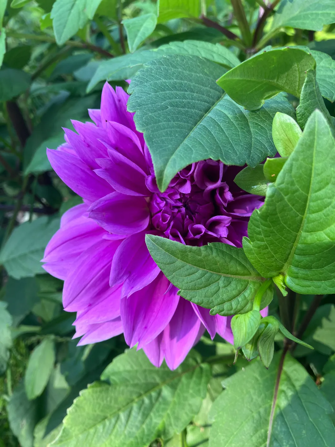 A purple flower and surrounding leaves