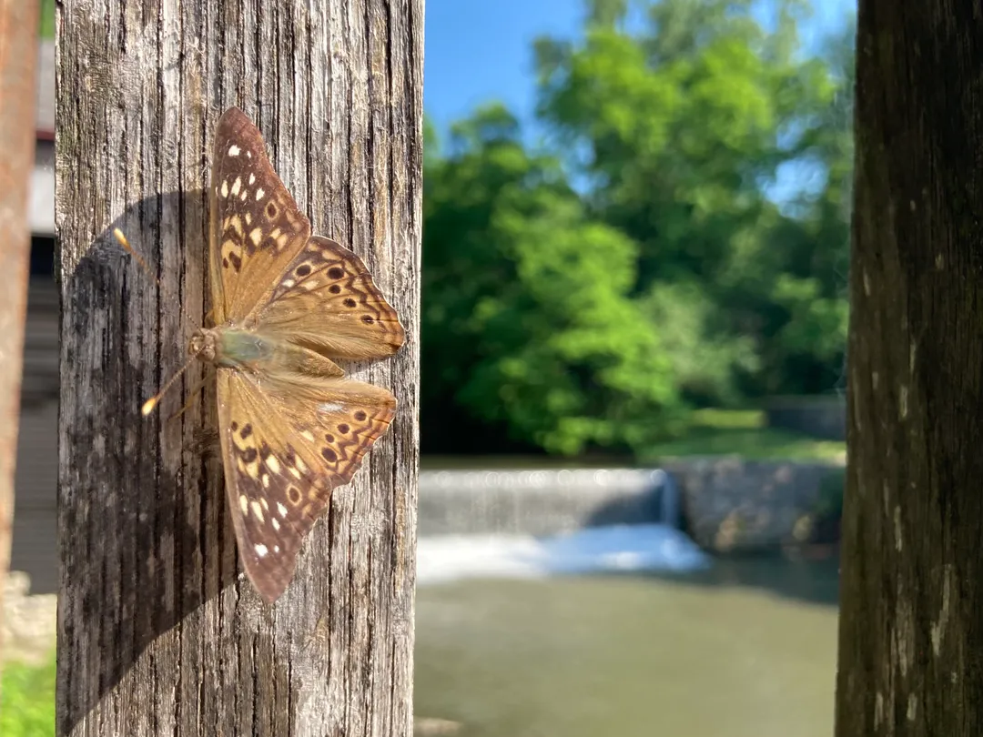 A moth sitting on a wooden beam, small waterfall in the background