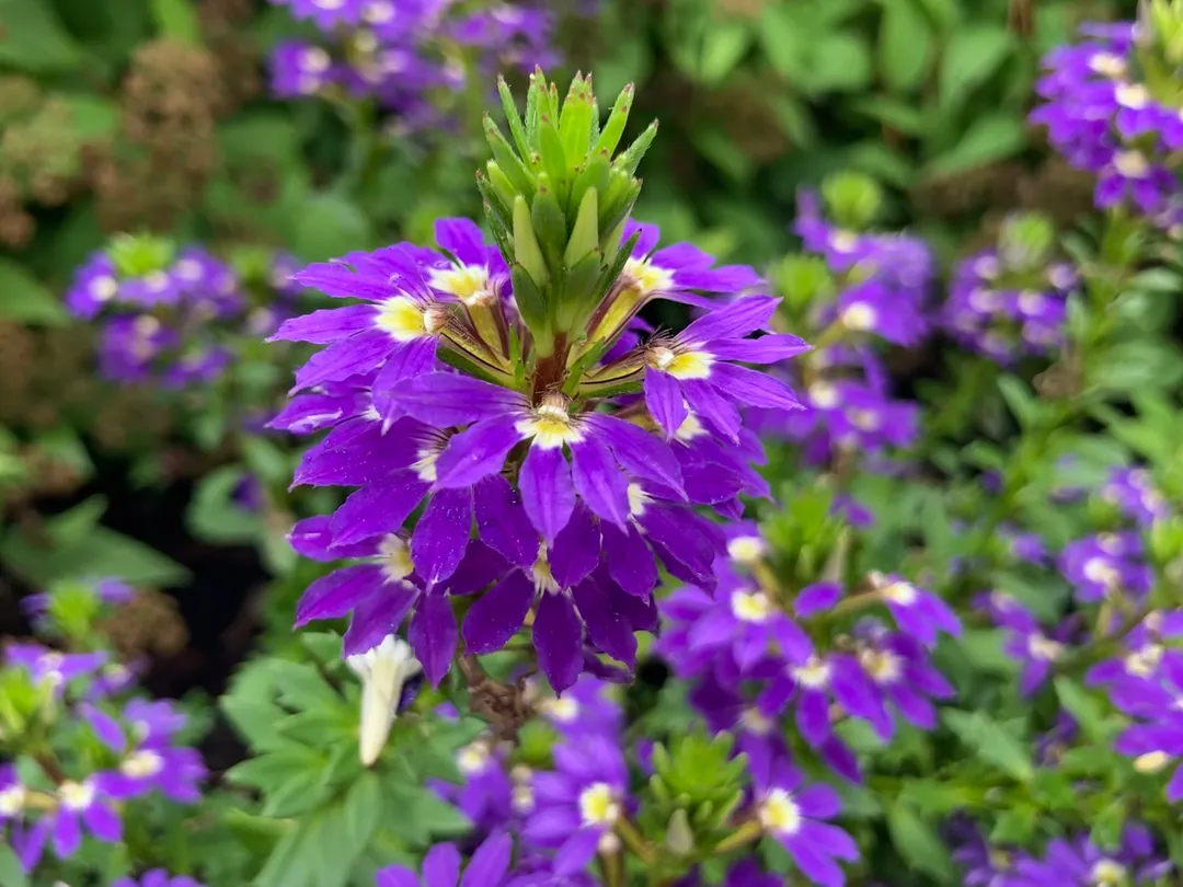 A purple flower