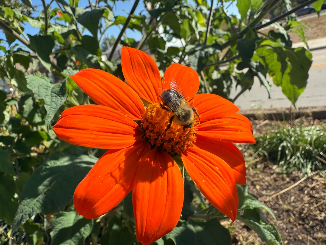 An orange flower with a bee on it