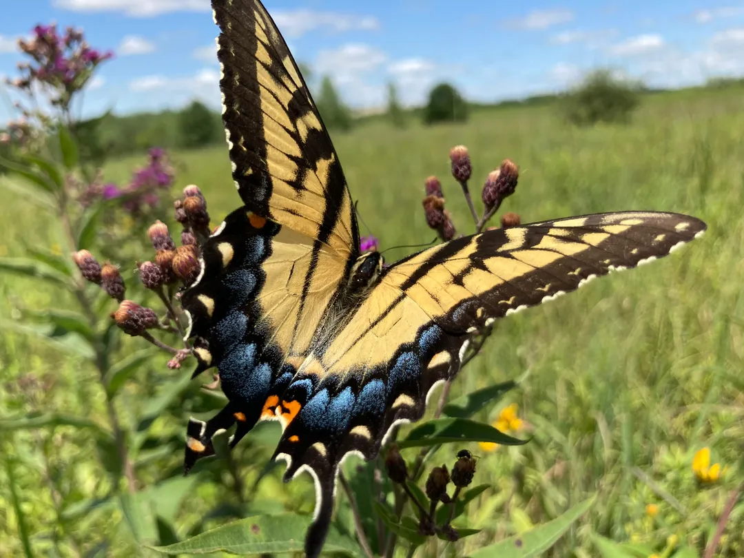 A yellow butterfly taking off