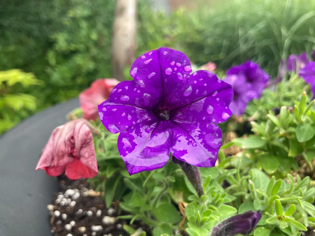 Purple flower with rain droplets on it