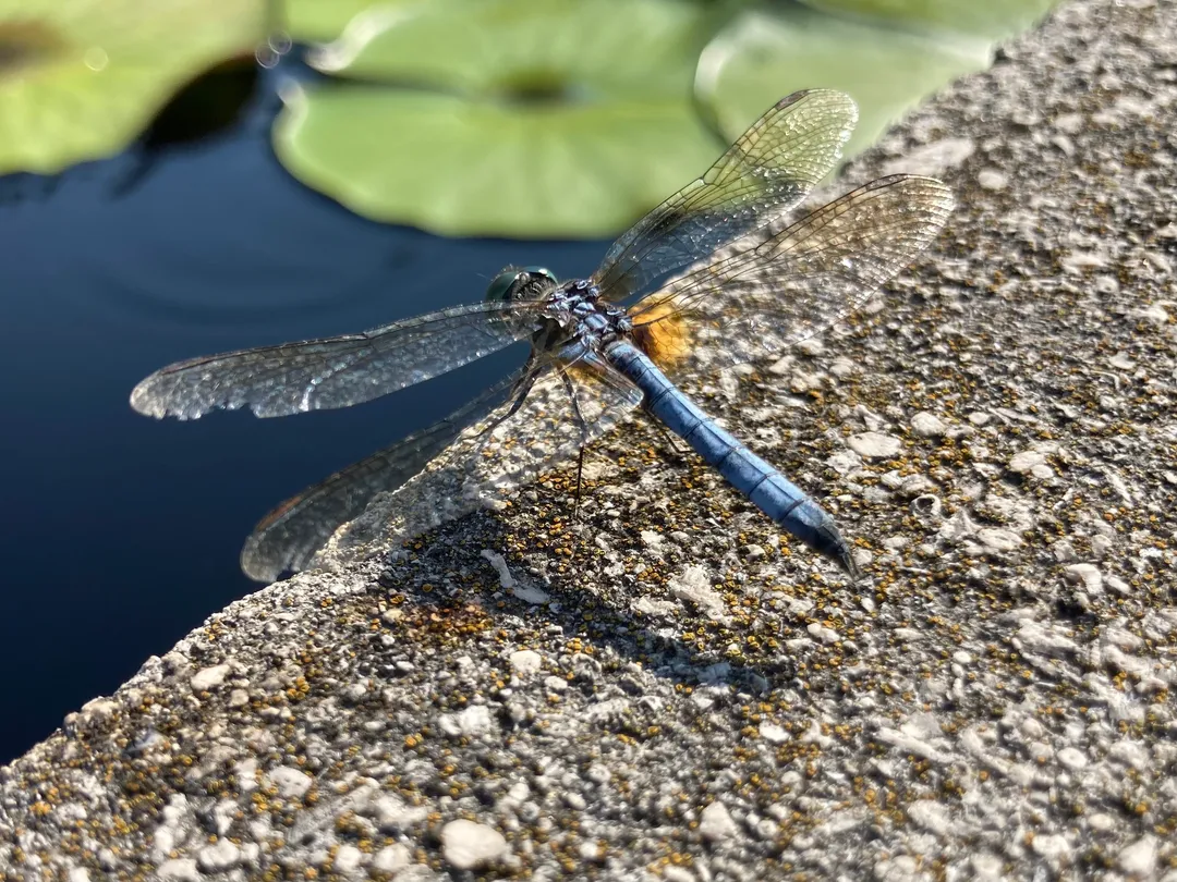 A dragon fly sitting on the edge of a lily pond