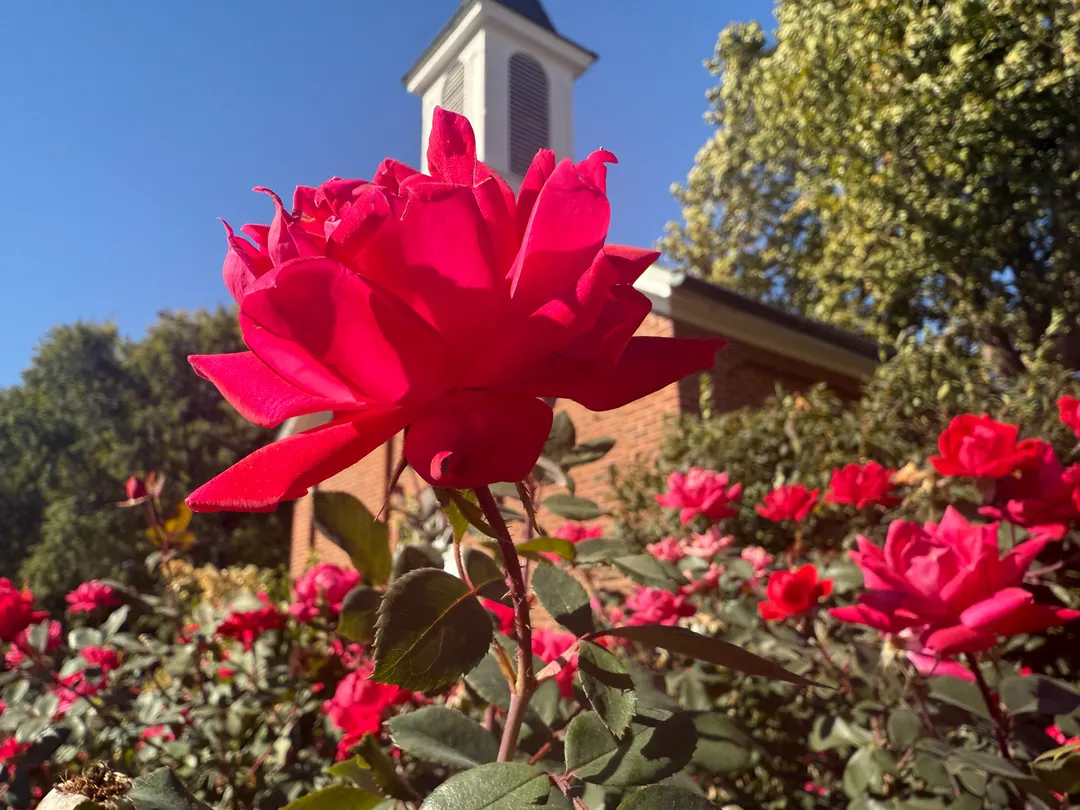 Red flower in front of a chapel