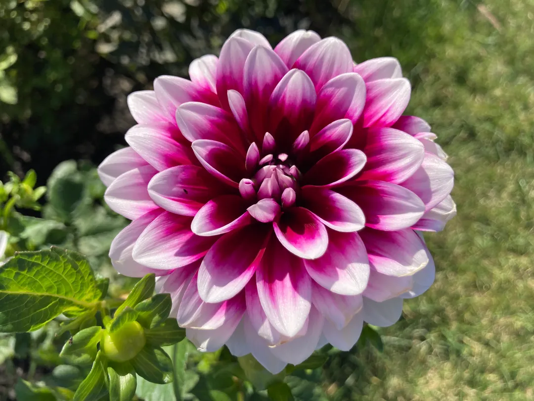 A bright flower