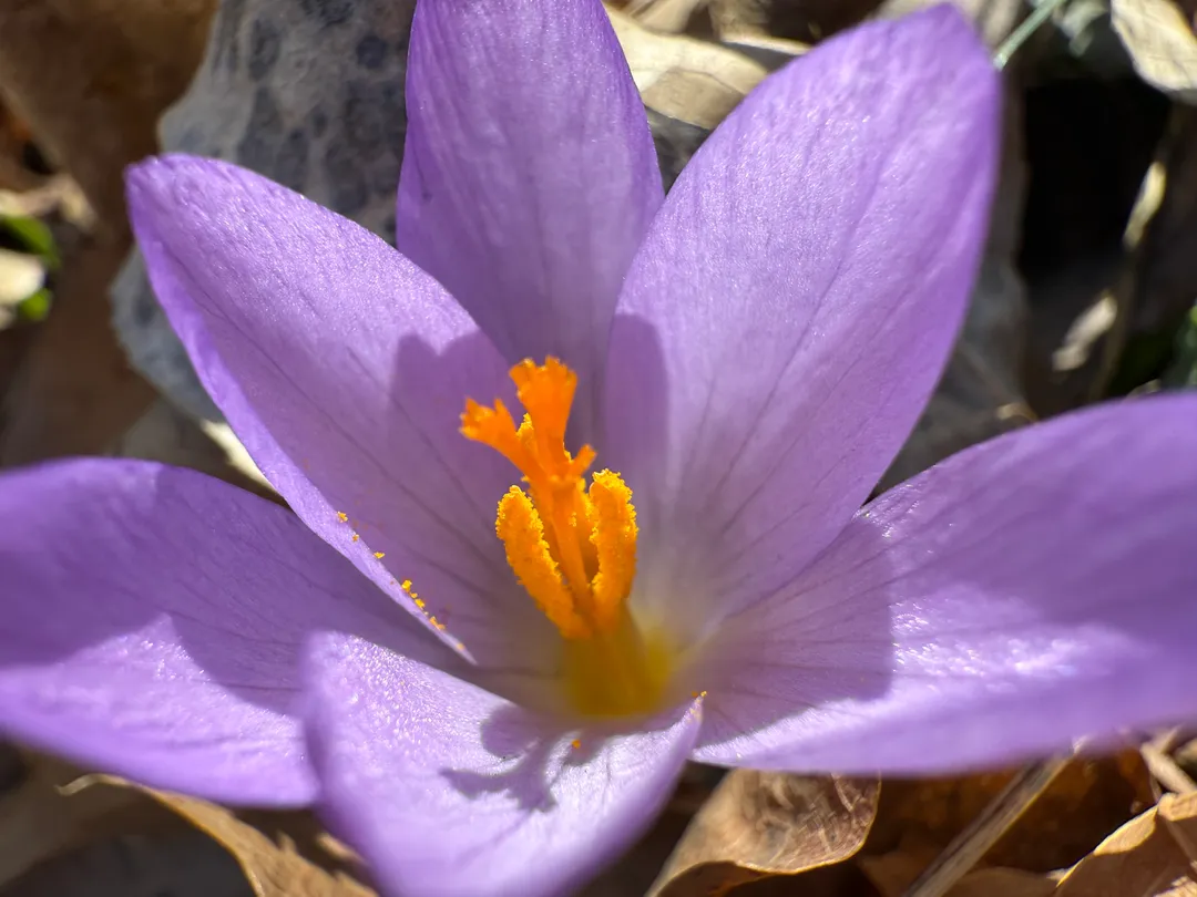 A crocus