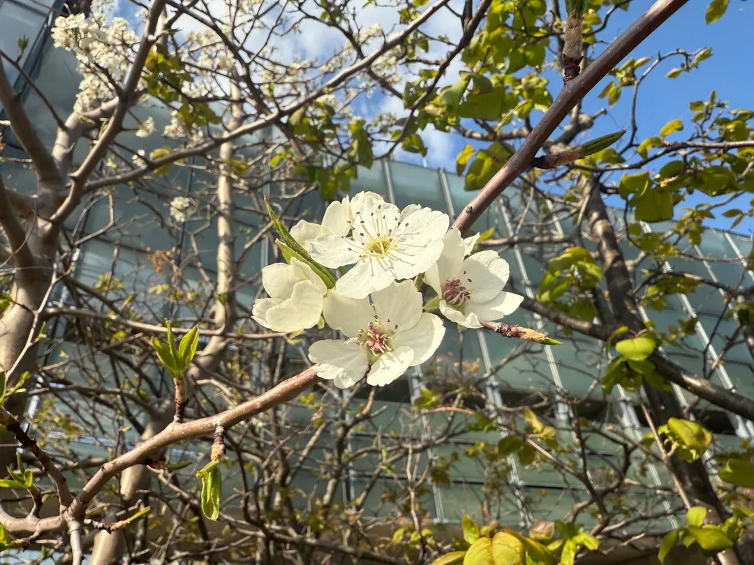 White flowers on a tree