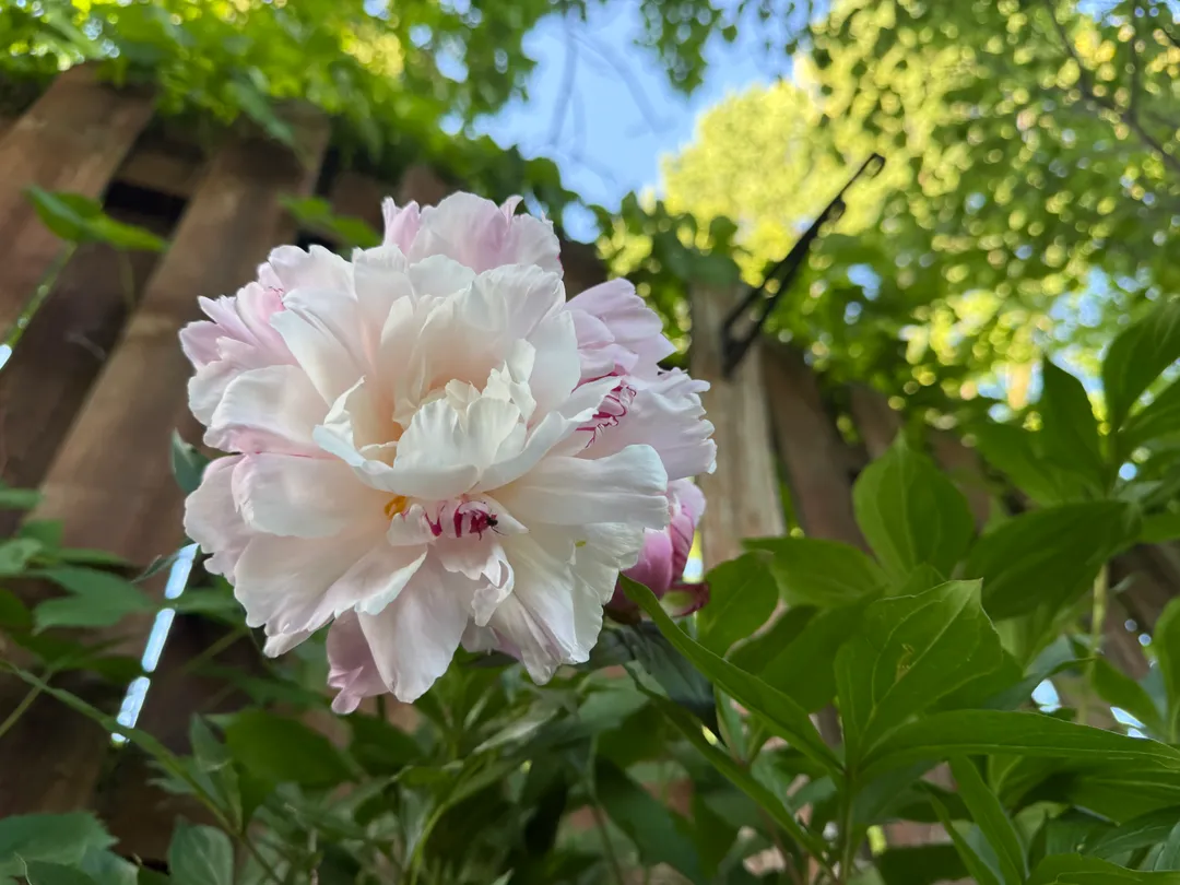 White flower with pink splotches