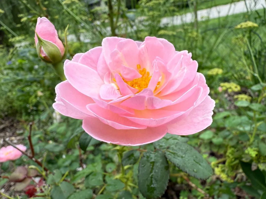 A pink rose