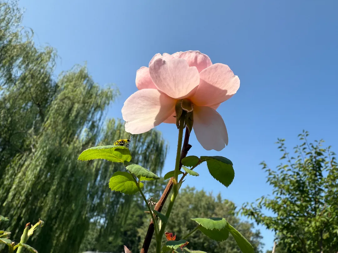 A pink rose in front of a blue sky