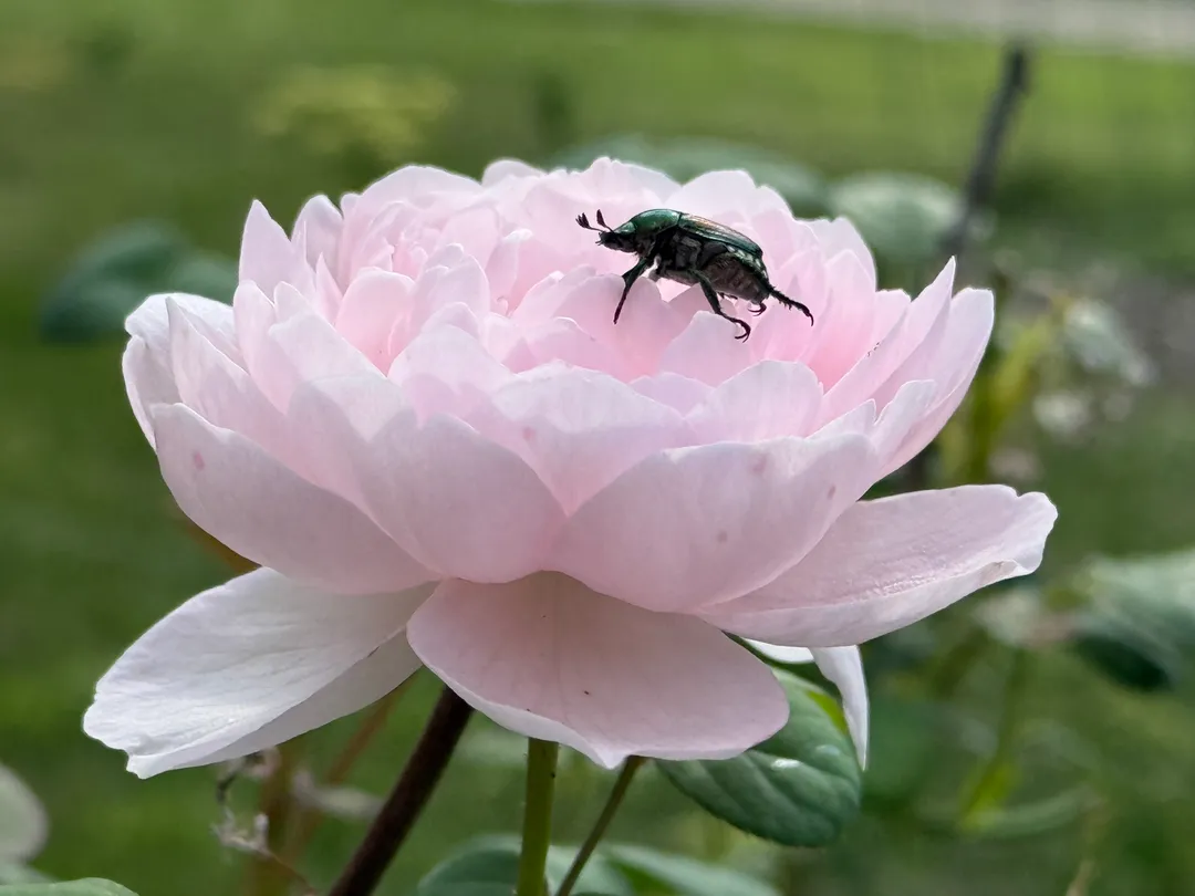 A flower with an insect on it