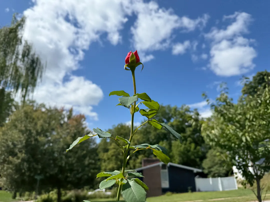 A young rose popping up in front of a blue sky