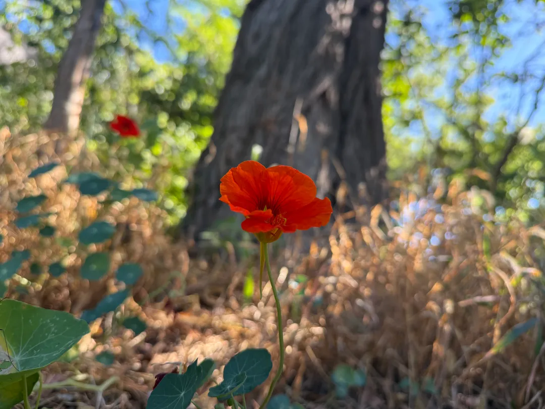 A red flower springing up in front of a tree