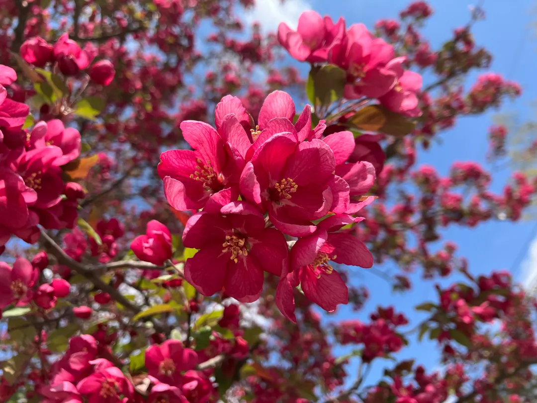 Red flowers growing on a tree
