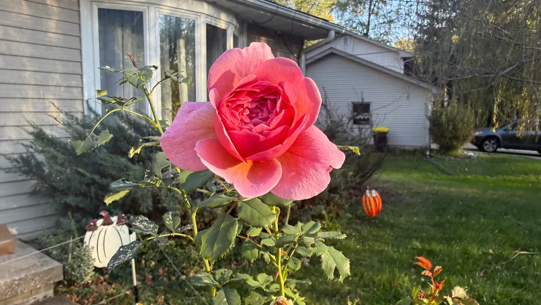 Pink rose in front of a house