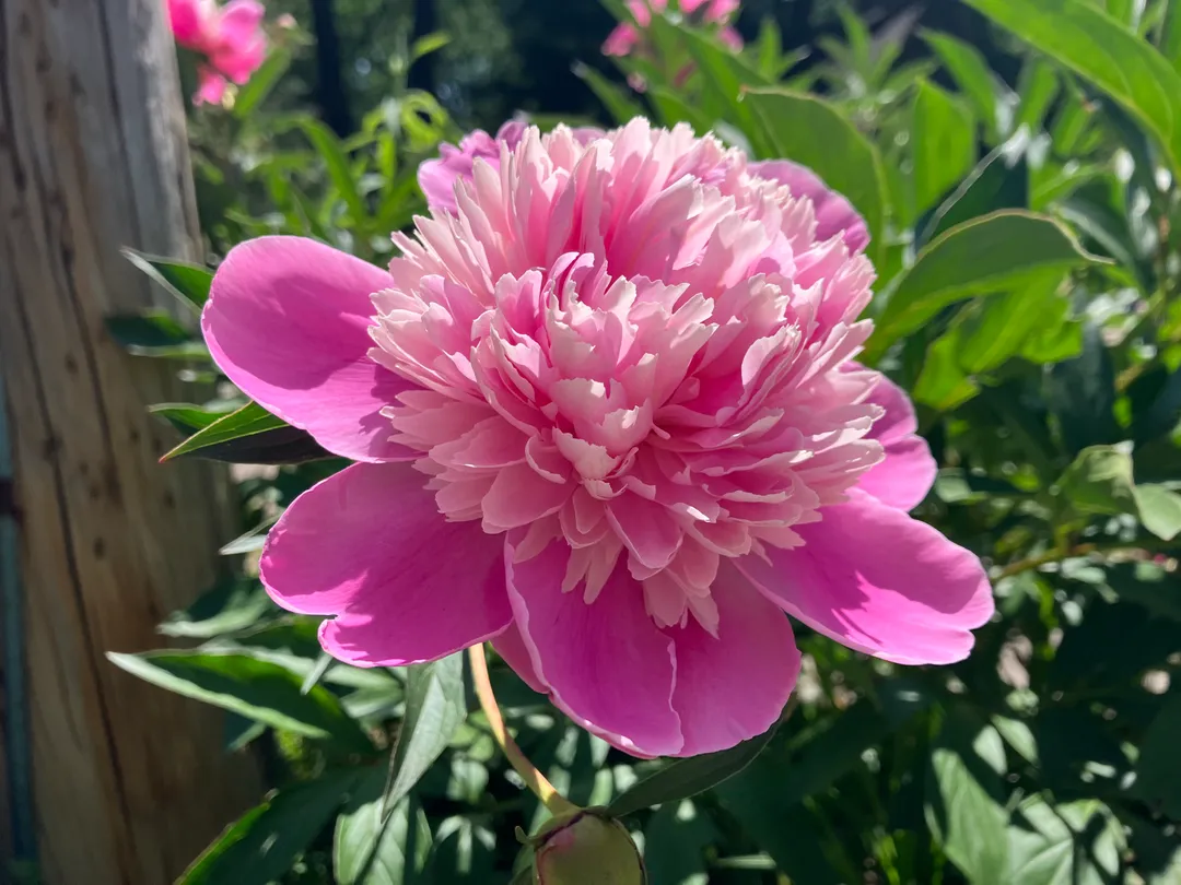 A bright pink flower