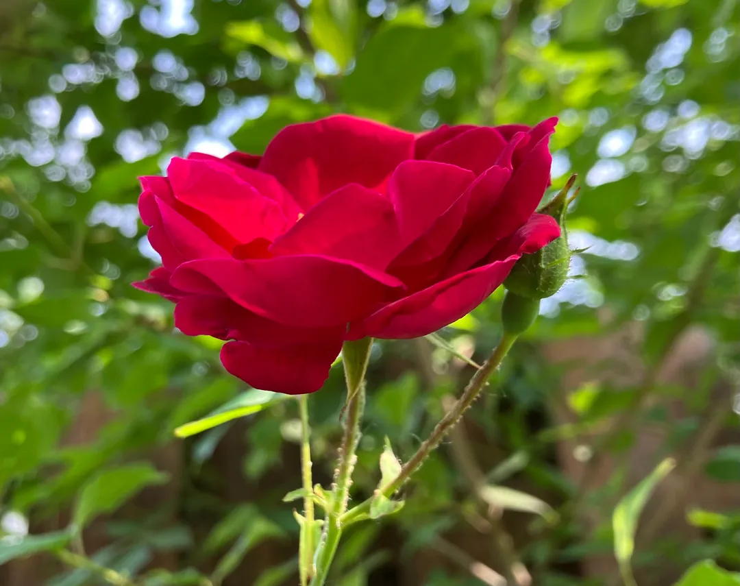 A red thorny flower