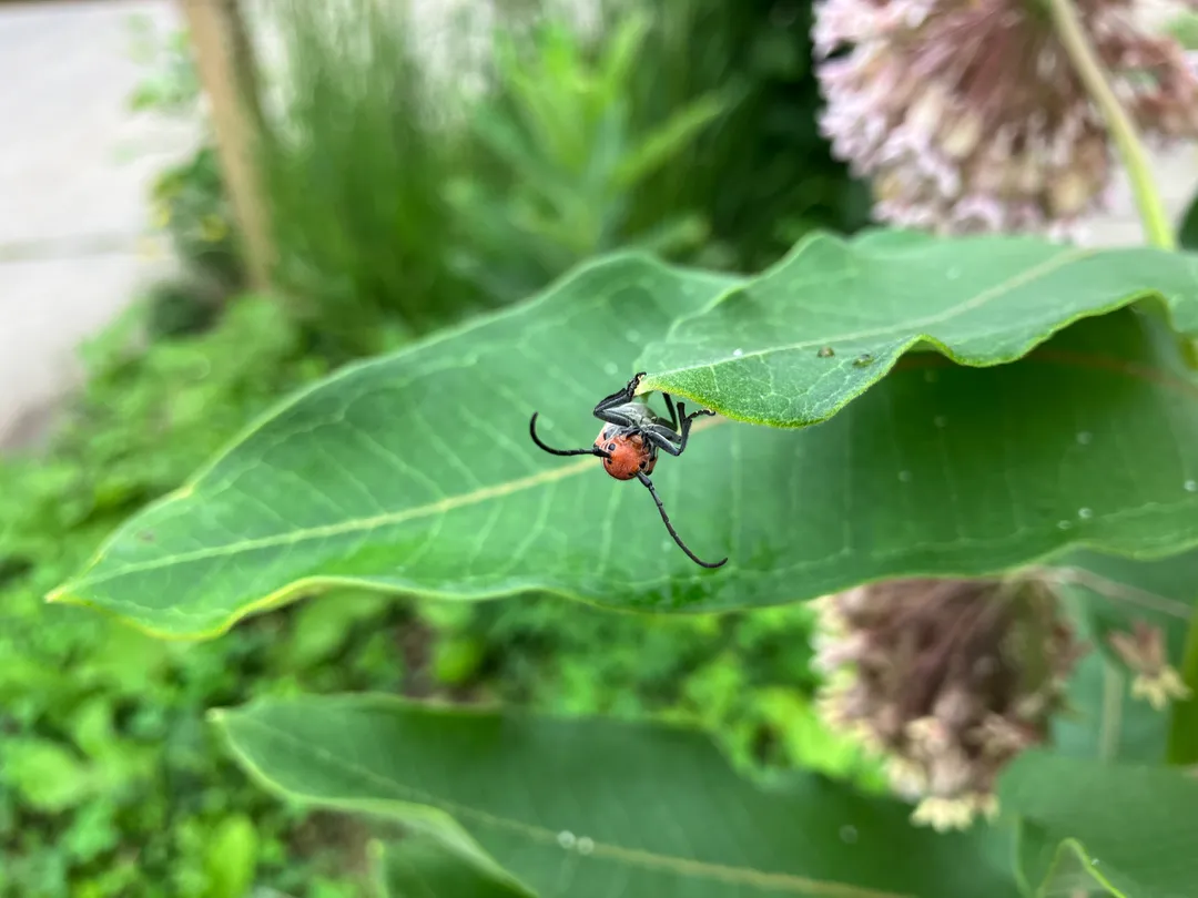 An insect hanging upsidedown on a leaf