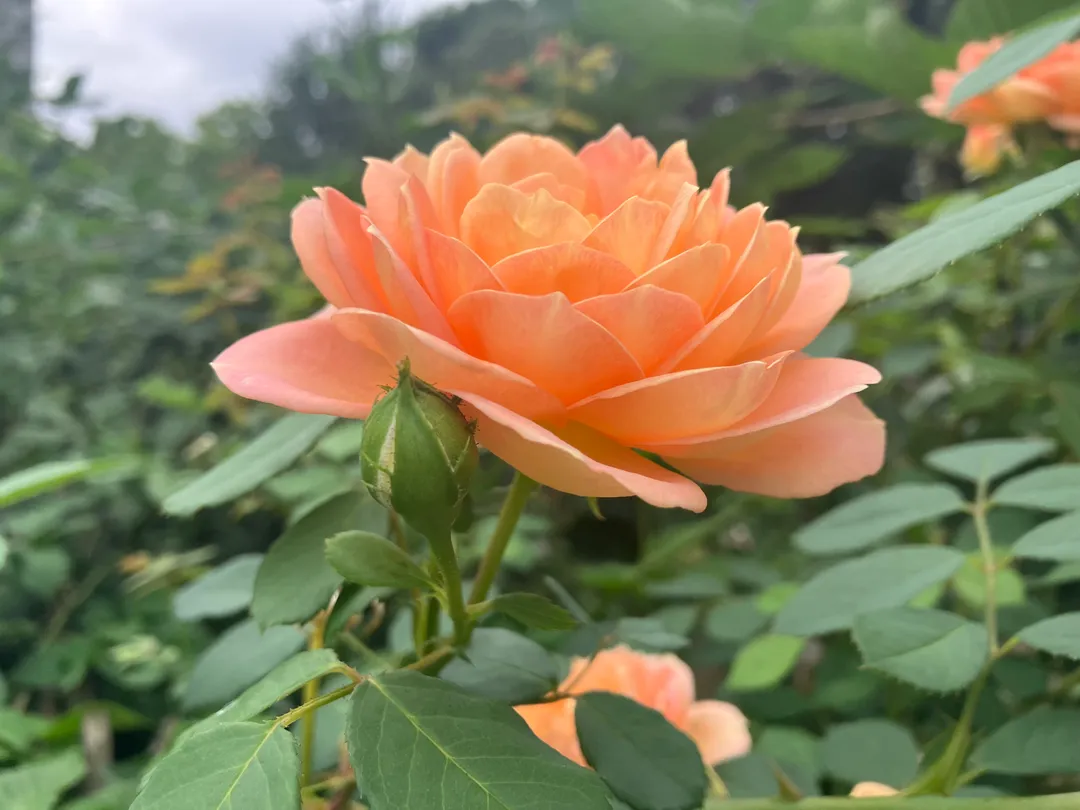 An orange, almost cream orange flower