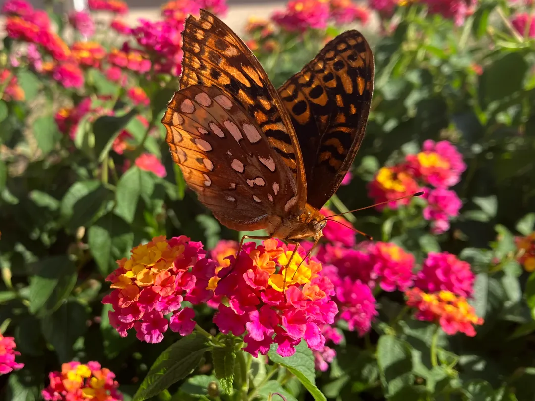 A butterfly sitting on colorful flowers