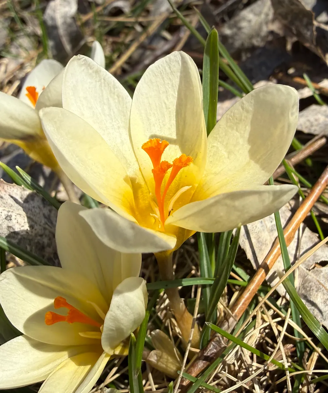 A white crocus