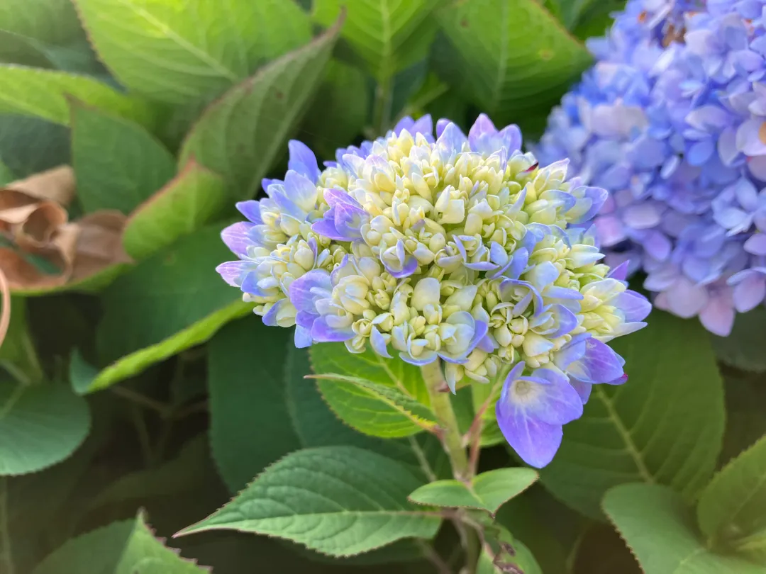 Purple and yellow flowers