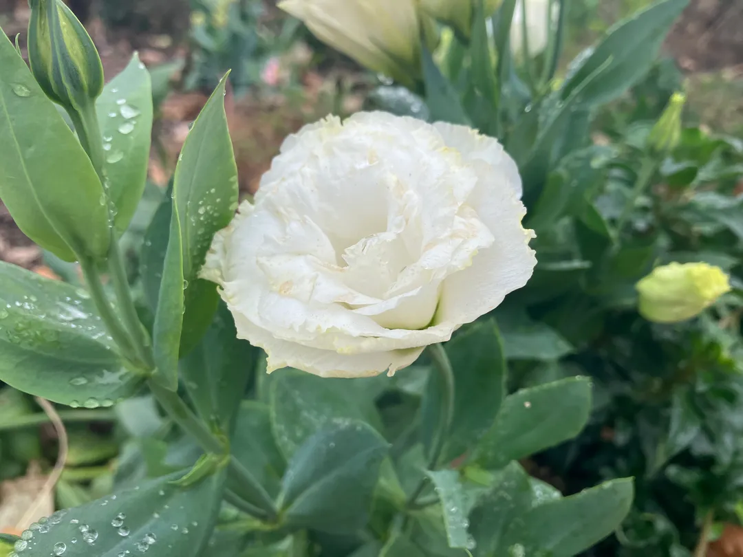 White rain-drenched flower