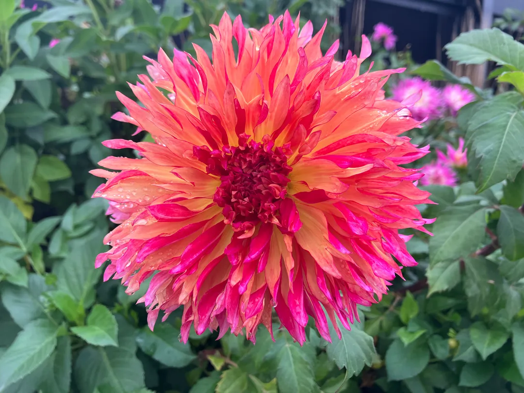 Pink, orange flowers