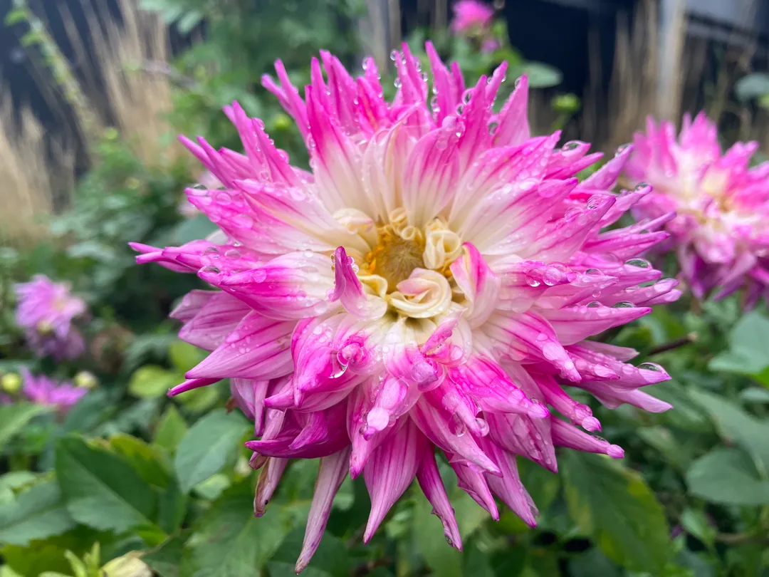 Pink, white and yellow rain-drenched flowers