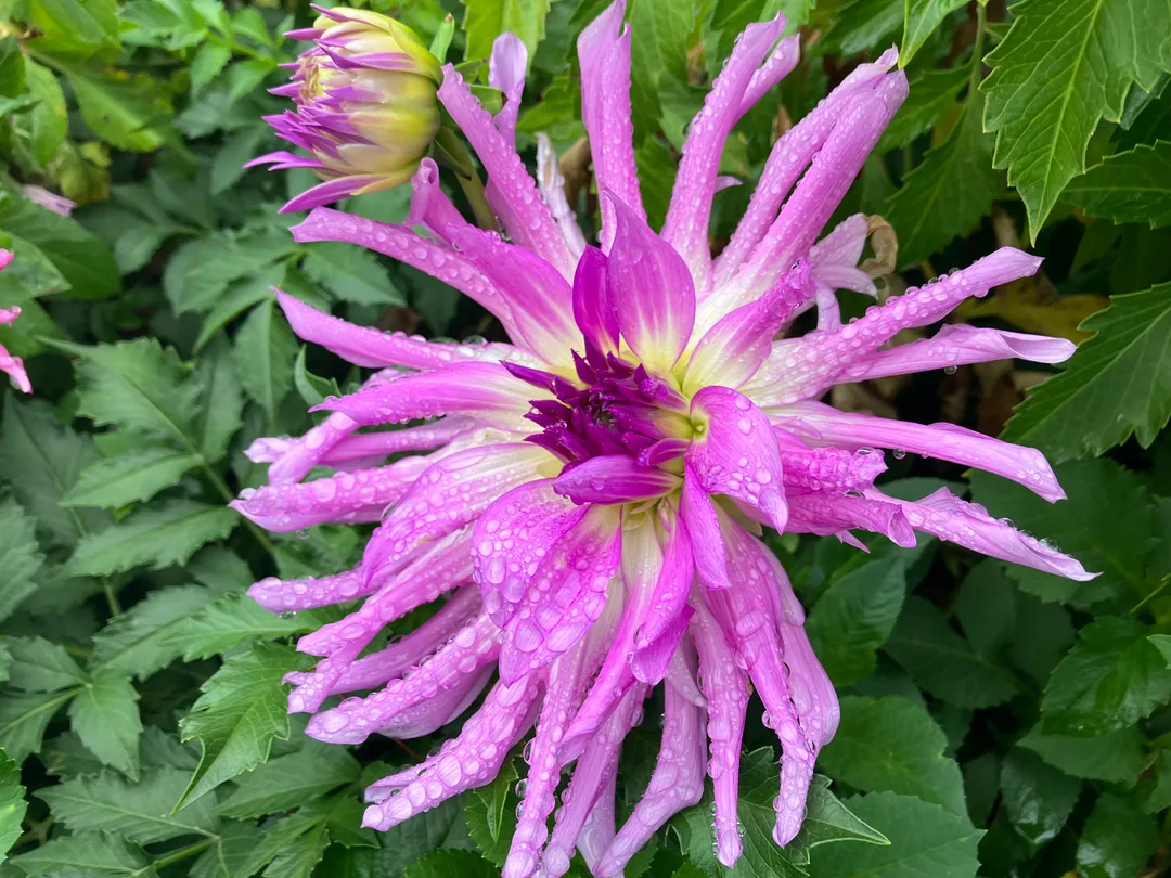 Purple and yellow flowers, wet from the rain