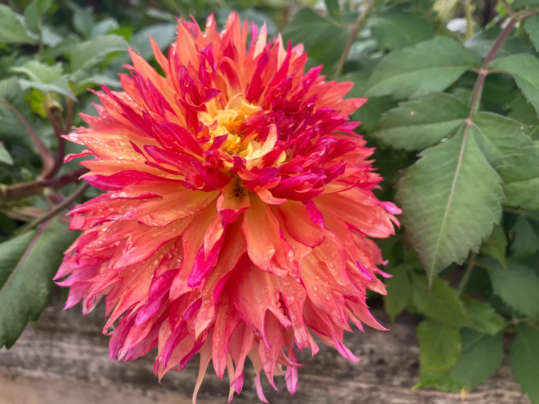 Orange and pink flower